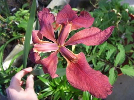 Iris nelsonii - Abbeville Red