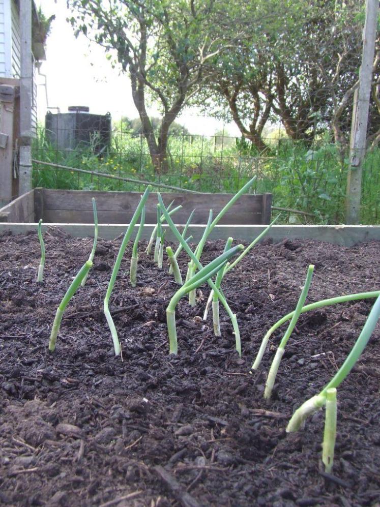Planted spring onions