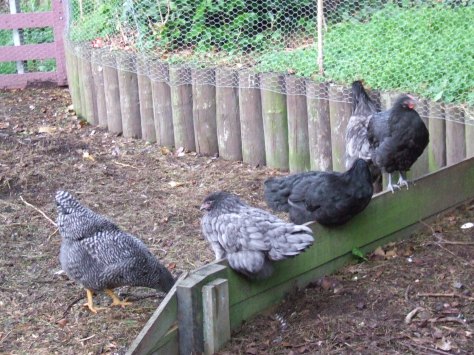 Legolas hangs out with the youngies (Jane, Lizzie, Lydia and Mr Bingley) while Frodo lays an early morning egg.