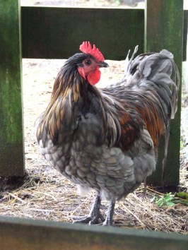 As if moulting wasn't bad enough, poor Mr Bingley is in chicken hospital with sour crop.