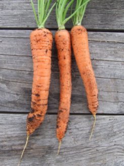 Some of the Berlicum carrots I grew earlier this year.