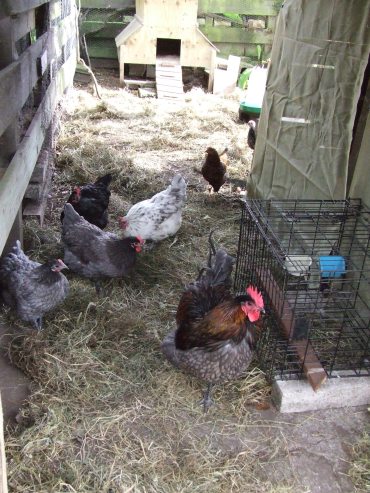 The chickens have been enjoying scratching in the hay I laid down to help protect their feet from the concrete in front of the woodshed and to keep the run area where the coop is a bit more sanitary.