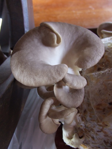 Oyster mushrooms: From growing bag in the garage...