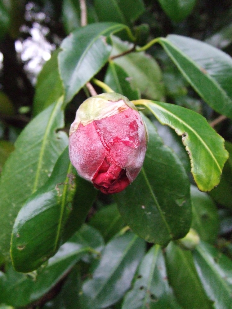 Red camellia bud