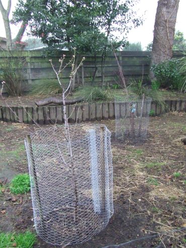 The Cedar Pen now contains an almond tree (front) and an apricot tree (back). They both need pruning but I'll wait until things get warmer and drier.