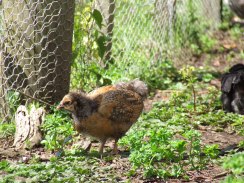 Cinnamon isn't so cinnamony anymore. This Sookie girl is turning out to be blue laced gold. I am just going to call her Sookie Jnr for now.