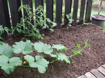 The Patio Bed now contains three tomato plants, three gherkin (pickling) cucumbers and a giant pumpkin.