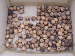 Some of the walnut harvest.