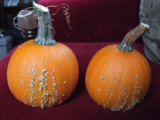 My selections for Oddest Pumpkin. I didn't have much in the way of oddities, but these two had a rougher life than the others, so the one on the left was entered.