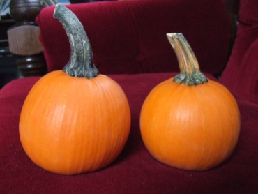 My selections for Best Mature Miniature Pumpkin. The chosen, 2nd place one is the one on the right. I took a backup pumpkin for each category, because you never know what might happen on the road.