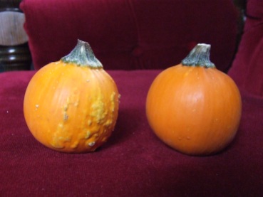 My selections for Lightest Mature Miniature Pumpkin, the chosen one being on the left.