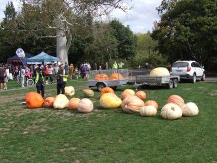 A swathe of giant pumpkins.