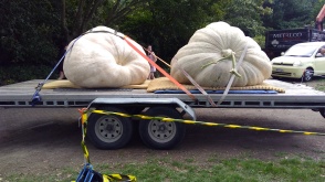 This is how you transport GIANT PUMPKINS.