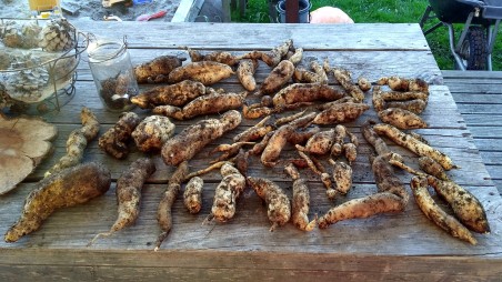 Kumara of all shapes and sizes was dug out, including one tricksy one growing beside and under the corner of the raised bed, which took some time and digging to extricate.