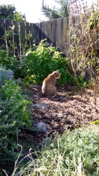 The Fur Child has a peering session in the Herb Garden.