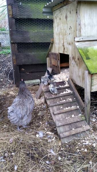 The chicks got the hang of the ramp pretty well by themselves this time.
