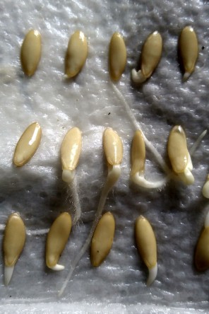Cucumber seeds germinating on wet paper towels in the hot water cupboard.