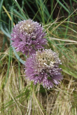 Common chives may be a common herb but the flowers are pretty against a backdrop of Carex albula.