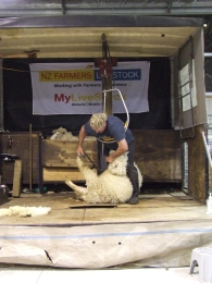 A typical rural NZ activity - shearing sheep.